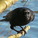 Stanley Crow Photo 10