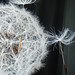 Dianne Austin Photo 22