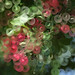 Sue Berry Photo 26