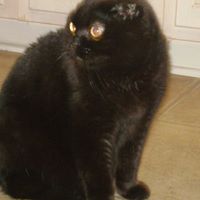 Patricia Wallis Photo 5