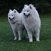 Cindy White Photo 13