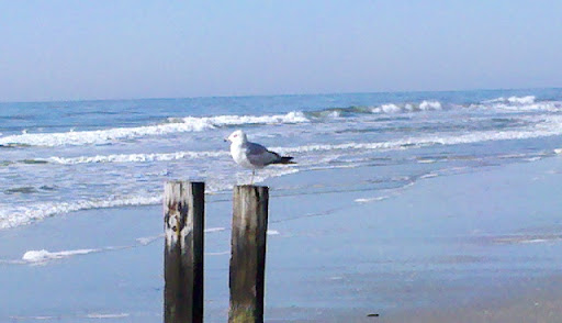 Donna Gardner Photo 24