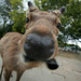 Jamie Deer Photo 16