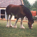 Virginia Busch Photo 15