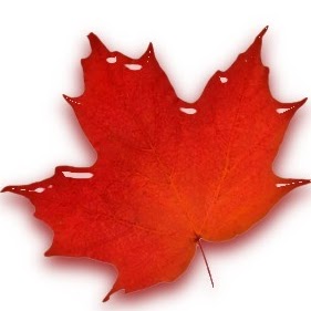 Maple Brown Photo 19