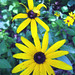 Susan Kessler Photo 27