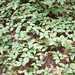 Ivy Bruce Photo 12