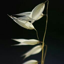 Mohammad Idrees Photo 34
