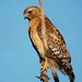 John Hawk Photo 28