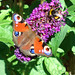 Jane Tolle Photo 8
