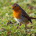 Robin Flint Photo 15