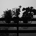 Misty Rains Photo 10
