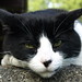Henry Sommers Photo 10