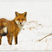 Dennis Fox Photo 54