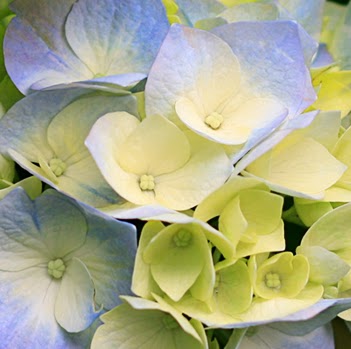 Angie Hopkins Photo 35
