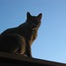 Conrad Gray Photo 18