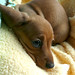 Lottie Young Photo 17
