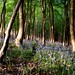Adam Woods Photo 21