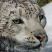 Janet Snow Photo 14