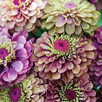 Ann Lindstrom Photo 22