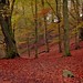 Terry Forest Photo 6