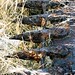 Rusty Sharp Photo 12