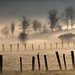 Dawn Pate Photo 10