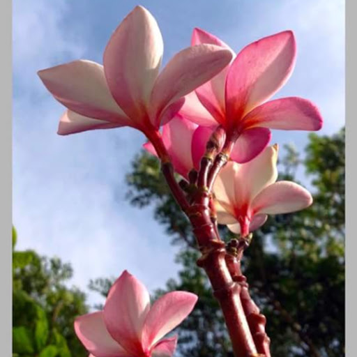 Nhon Trinh Photo 2
