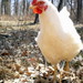 Martha Peck Photo 19