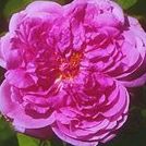 Debbie Brenner Photo 27