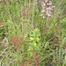Flora Williams Photo 21