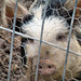Sharron Bacon Photo 11