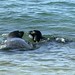 Willie Seals Photo 21