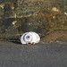 Deborah Shell Photo 9