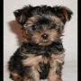 Sharon Tubbs Photo 22
