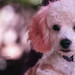 Vickie Cross Photo 23