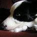 Betty Collie Photo 4