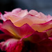 Kerri Rose Photo 17