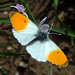 Don Wing Photo 15