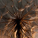 Heather Simonds Photo 16