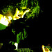 Vincent Cross Photo 37