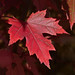 Anne Maple Photo 8