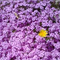 Linda Steelman Photo 13