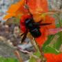 Tracy Isaacs Photo 22