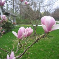 Carol Donley Photo 7