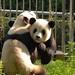 Wei Wang Photo 39