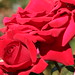 Rose Ross Photo 45
