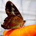 Frank Ingram Photo 12