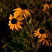 Susan Field Photo 41