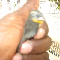 Bert Nicholas Photo 4